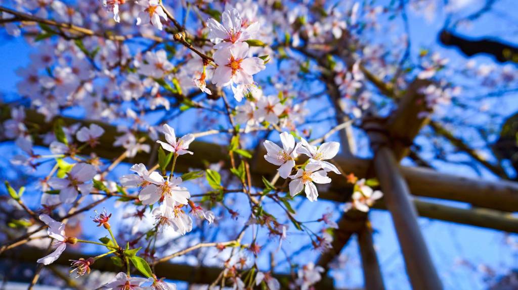 α5100で撮影した京都の桜