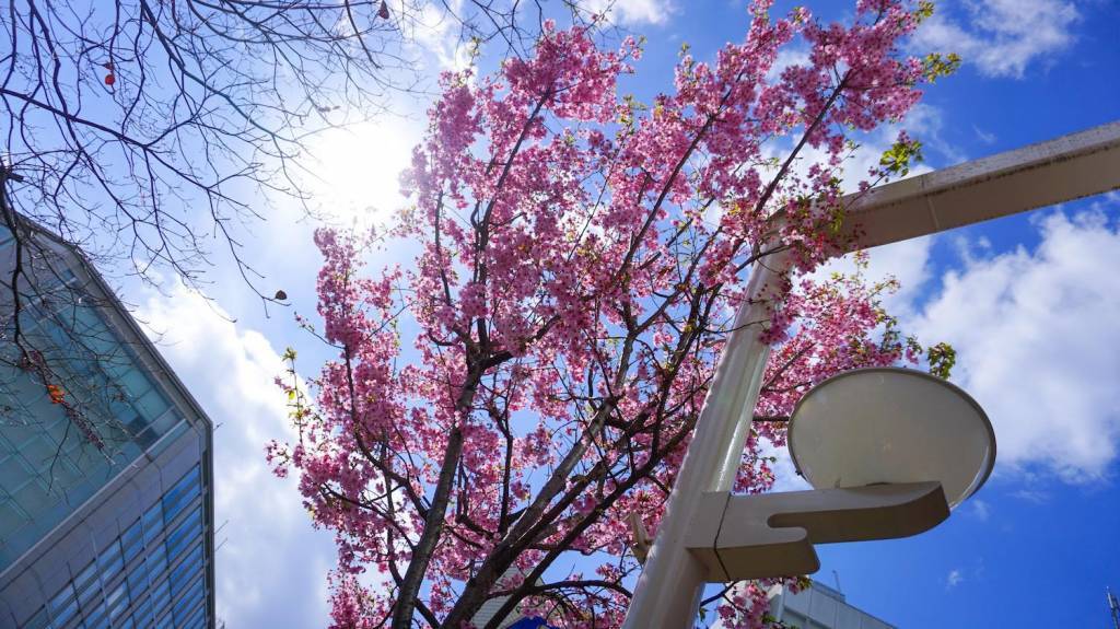 α5100で撮影した京都の桜